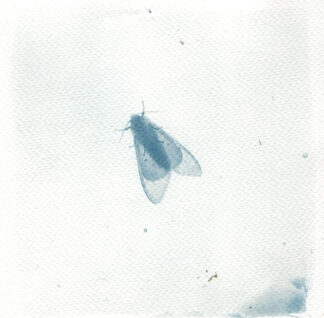 Fly on a Wall, 15cm x 15 cm
