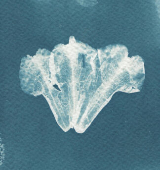 Buransh/Rhododendron, 10.5cm x 15cm