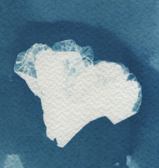 Buransh, Rhododendron 2, 10.5cm x 15cm